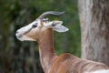 Closeup gazelle profile horns shy animal portrait Royalty Free Stock Photo