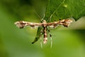 Closeup of a geina on a green leaf Royalty Free Stock Photo