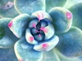 Closeup gently succulent plants Echeveria ,Ghost-plant, cactus desert plants with blurred background ,macro image ,sweet color, so Royalty Free Stock Photo