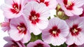 closeup of geranium flowers on plain white ai generated