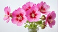 closeup of geranium flowers on plain white ai generated