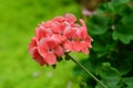 Closeup geraniums with soft background