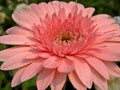 Closeup Gerbera daisies Gerbera jamesonii flower with sunshine , soft focus and blurred for background