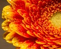 Closeup of Gerbera flower, red petals with yellow center with water drops in sunny garden Royalty Free Stock Photo