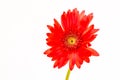 Closeup gerbera flower , white background Royalty Free Stock Photo