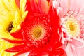 Closeup gerbera flower , white background Royalty Free Stock Photo