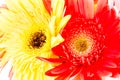 Closeup gerbera flower , white background Royalty Free Stock Photo