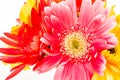 Closeup gerbera flower , white background Royalty Free Stock Photo