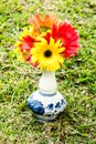 Closeup gerbera flower , white background Royalty Free Stock Photo