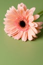 Closeup gerbera peach colour, flower. Macro photo. Abstract floral background. copy space Royalty Free Stock Photo