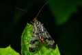 Closeup on a German scorpionfly , Panorpa germanica sitting on a green leaf