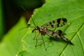 Closeup on a German scorpionfly , Panorpa germanica sitting on a green leaf Royalty Free Stock Photo