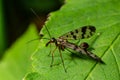 Closeup on a German scorpionfly , Panorpa germanica sitting on a green leaf