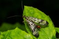 Closeup on a German scorpionfly , Panorpa germanica sitting on a green leaf