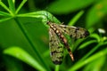 Closeup on a German scorpionfly , Panorpa germanica sitting on a green leaf Royalty Free Stock Photo