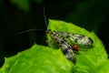 Closeup on a German scorpionfly , Panorpa germanica sitting on a green leaf Royalty Free Stock Photo