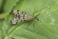 Closeup on a German scorpionfly , Panorpa germanica sitting on a green leaf Royalty Free Stock Photo