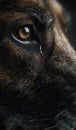 Closeup of a German Shepherds eye with a tear.jpeg Royalty Free Stock Photo