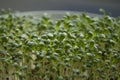 Closeup of germinated seeds of garden cress grown on window sill Royalty Free Stock Photo