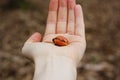 Closeup of germinating acorn in Caucasian hand