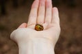 Closeup of germinating acorn in Caucasian hand