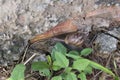 Closeup of giant African snail (Achatina fulica) in home garden Royalty Free Stock Photo