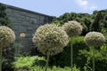 Giant allium globmaster