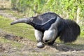 Giant Anteater walking on grass Royalty Free Stock Photo