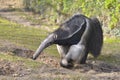 Giant Anteater walking on grass Royalty Free Stock Photo