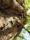 A Closeup of a Giant Bark