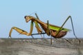 Closeup of a huge Chinese praying mantis Tenodera sinensis walking along a piece of wood