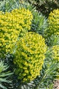 Giant cypress spurge plant with flowers in bloom growing in ornamental garden