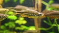 Closeup of a giant danio fish swimming in the aquarium, tropical minnow specie from the rivers of Asia