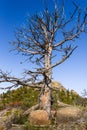 Closeup of a giant dead tree on rocks, high altitude in the mountain woods, blue sky and green forest background. Destroyed by ins