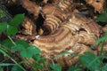 Closeup giant flat mushroom with ring structure in green grass in autumn