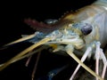 Closeup Giant Freshwater Prawn, selective focus