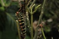 Closeup of a giant gray sphinx (Pseudosphinx tetrio) on a green plant