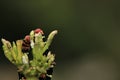 Closeup of a giant gray sphinx (Pseudosphinx tetrio) on a green plant