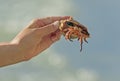 Closeup Giant Hermit Crab held by hand