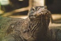 Closeup of a giant Indonesian monitor lizard & x28;Komodo dragon& x29;, & x28;Varanus komodoensis& x29; Royalty Free Stock Photo