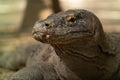 Closeup of a giant Indonesian monitor lizard (Komodo dragon), (Varanus komodoensis) Royalty Free Stock Photo