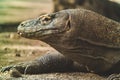 Closeup of a giant Indonesian monitor lizard (Komodo dragon), (Varanus komodoensis) Royalty Free Stock Photo