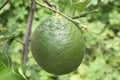 Closeup Giant Lemon, Anthropogen fruit on tree