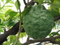 Closeup Giant Lemon fruit