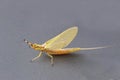 Giant Mayfly, Closeup