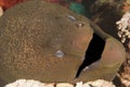 Closeup of giant moray eel Royalty Free Stock Photo