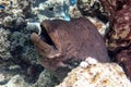 Closeup of a giant moray surrounded by corals underwater