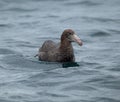 Closeup of a giant northern petrel on the sea in New Zealand Royalty Free Stock Photo