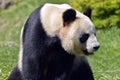 Closeup giant panda seen from profile