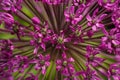 Closeup Giant Purple Allium Flower Royalty Free Stock Photo